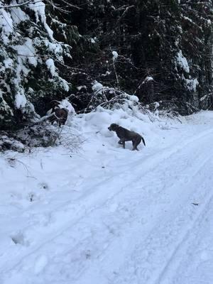 #tankandcolt #silverlabbrothers #snowdogs #dogsoftiktok 