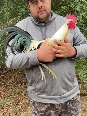 Choice of Bennett grey-Spangled Col givens stag-Albany/grey-Ylh rooster 20 donation 25 spots#gamefowlbreeder #gamefowlmexico #gallodecombate #gallosworld #gamefowllife #gamefowlbreedersofamerica #fowl #gamefowlbreeders #gamefarm 