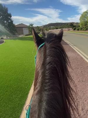 #pasofino #horselife #horseback #shrek #trot #donkey #lookatme #sandiego 