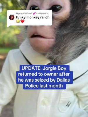 Replying to @Winter 💕 Jorgie Boy, the spider monkey who catapulted to internet fame after he was seized last month by Dallas police, has returned home. Animal service officers turned over the 3-year-old monkey Tuesday to his previous owner, Brandi Botello, a Dallas influencer, at her attorney’s office. #jorgieboy #monkey #spidermonkey #animal #funkymonkeyranch #dallas #police #dfw #northtexas #exoticanimals 