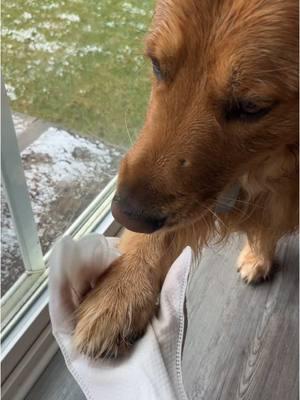 These wipes help keep our guy nice and clean! #foryoupage #foryourpage #PetsOfTikTok #CleanTok #dogsoftiktok #bear #goldenretriever #petcleaning #cleaning 