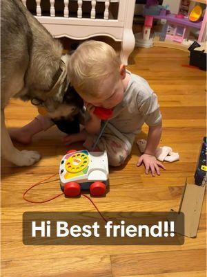 Toddler Bray loves to play with Shadow!! 🥹 he’s such a good boy around kids !  #husky #huskyandbaby #goodboy #toddler #fyp 