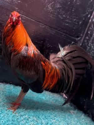 Brown red echo en casa🩸#gamefarm #gamefowlbreeders #gallosworld #gamefowllife #gallero #rooster #gallerosdecorazon #brownred 