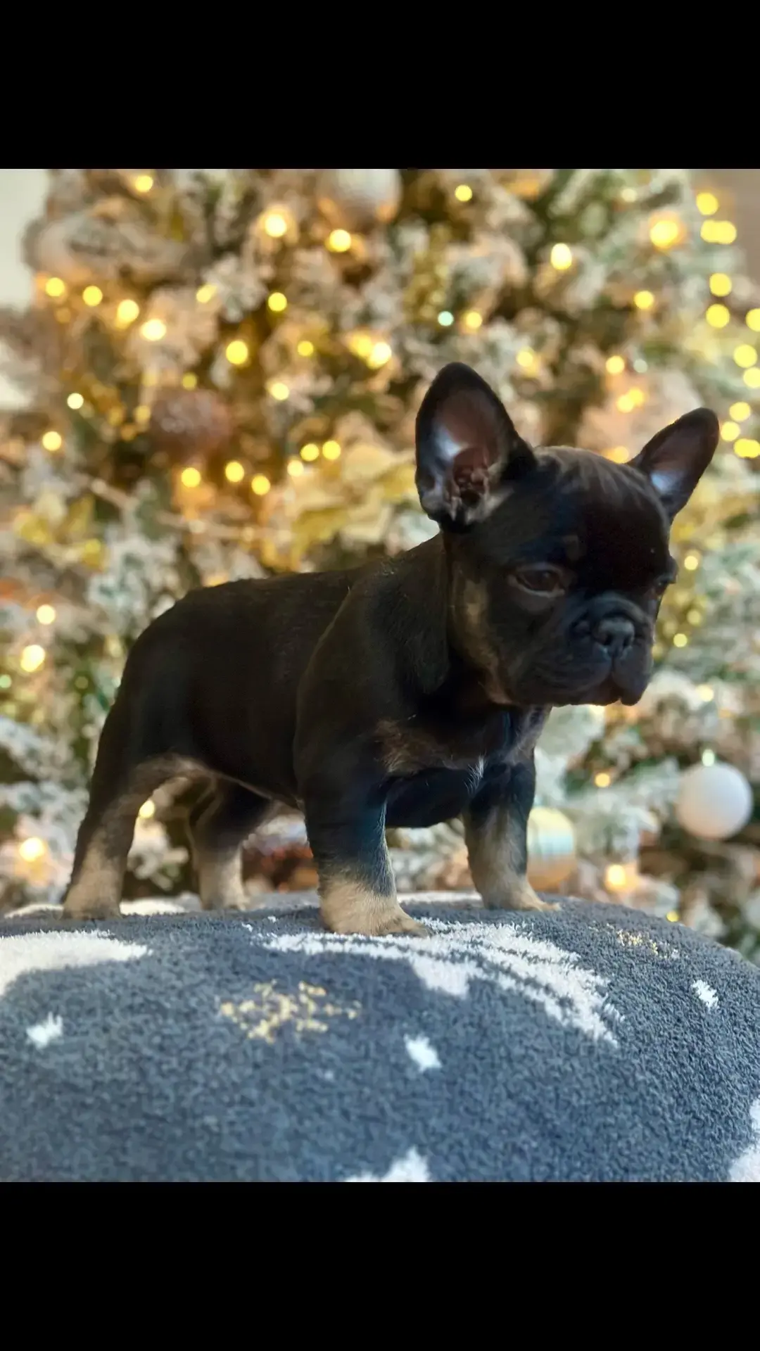 This girl is absolutely beautiful now available. DM for info. #bestlife #frenchies  @Jorjiana #frenchbulldog #meryychristmas #pets #holiday #dogs #fyp 