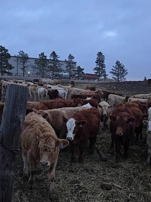 Turned the weaned calves out into a bigger pen.  They loved the room to run and hill to play on. #cows #605 #sodak #farmtok #calves #roomtoplay 