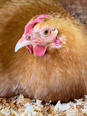 The the the- THE GRINCH that stole eggmas  - - - #ethel #etheltok #ethelthechicken #motherhood #motherhoodjourney #chicken #chickens #chickensoftiktok #fyp #cute #sad #interesting #education #educational #learn #farmanimals #farm #share #cuteanimals #broody #broodyhen #hatching #hatchingeggs #hatchday  #incubator #chickentok #share #like #comment #joke #comedy #laugh #probsbitching