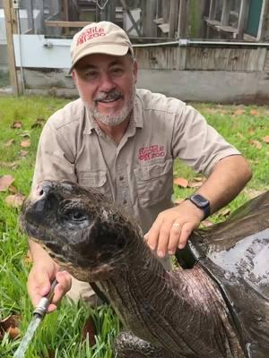 Master OOGWAY?🤩🙌 Adolf is one Spoiled Tortoise🥰 Just like Master Oogway from Kung Fu Panda he is also very ancient😅 He is a whopping 107 years old now and I think I’m a follow in his footsteps🙌 I think neck rubs might be the key to living a very long and healthy life😁 Hope everyone is having an amazing start of the week and ready to eat as much as possible on thanksgiving🦃😋 • • • #giant #animals #beautiful #sweet #galapagos #tortoises #insta #reels #wow #cool #reptile #style #moment #tortoise #reelsvideo #amazing #animals #fun #clean #wholesome #video #moments #tik #tok #tiktok #tiktokanimals 