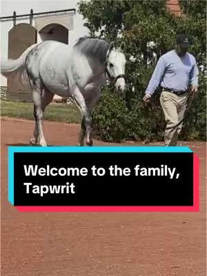 Welcome to the family Tapwrit💜 and to thibk Dare has influenced all of our lives so much over the last two years. It all began with Dare. @Ryan Campbell  #stallionsoftiktok #horseracing #horsebreeder #belmontstakes #horsetok 