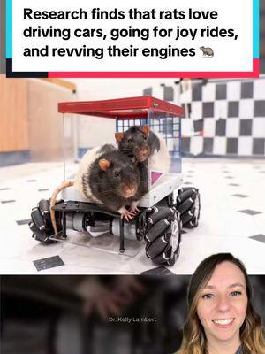 Rats now know how to drive cars and may soon be organizing their own racing league. 🏁 Research from Dr. Kelly Lambert at Richmond University found that rats not only drive cars surprisingly well, they actually enjoy it so much that they’ll willingly take a longer route to get where they’re going. 🐀  Dr. Lambert says that she taught the rats to drive, but they taught her to enjoy the ride (of course, the rats don’t know about traffic yet). 😉 The larger goal of the research is to learn more about what makes animals happy and ultimately contribute to the field of mental health. 💙 In the process, it’s showing that rats are more intelligent and relatable than many may think. 🐁  Source:    Crawford, L. E., Knouse, L. E., Kent, M., Vavra, D., Harding, O., LeServe, D., ... & Lambert, K. G. (2020). Enriched environment exposure accelerates rodent driving skills. Behavioural Brain Research, 378, 112309.    #rat #rats #animals #neuroscience #cuteanimals #ratsdriving #goodnews