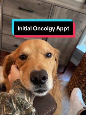 Inital oncology appointment- we went over his records, options, pricing & was sent home with lots to think about. We were given Prednisone to start making him feel better & went back to get Elspar which was life saving! #caninecancerawareness #doglymphoma #tcelllymphoma 