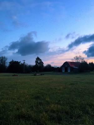 Thousands of Sparrows and Blackbirds flying overhead as the sun began to fill the morning sky! 🦅💙☀️ #sparrows #blackbird #bluesky #birdsoftiktok #bluesky #clouds #sunrise #sunriselover #sunrisers #sunrisefnaf #sunriseview #sunrisevibes #morningview #tennessee #skyline #nature #farmtok #farmtiktok #farmlife #farm #tennesseecheck #fyp #foryoupage #foryou #wednesdayvibes 