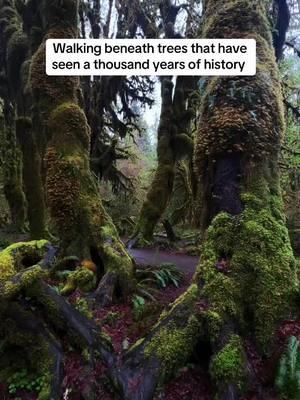 Hoh Rainforest #olympicnationalpark #olympicpeninsula #hohrainforest #rainforest #naturewalk #forestwalk 