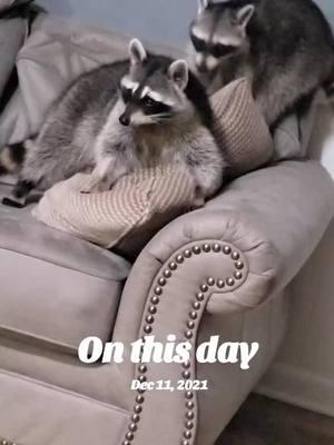 #onthisday #raccoonsoftiktok #racoon #trashpanda 