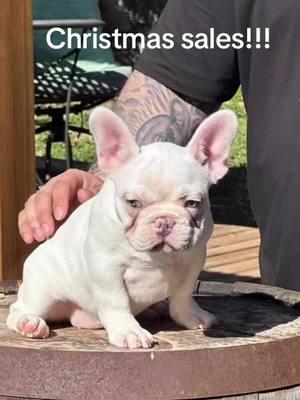 These last 2 pups must go! Can be delivered accros the continental USA. Vaccines up to date.  My kids and even my dad is getting attached! Lol who needs a good christmas present! This the one, i promise! Dm me for more information!  #robsfault #puppies #frenchbullies #frenchbulldog #frenchies #garciabulliesnb #frenchiesoftiktok #texas #newbraunfels #usa #akc 