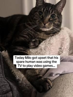 Milo gets what Milo wants #foryou #foryoupage #lol #comedy #viral #cats #catsoftiktok 