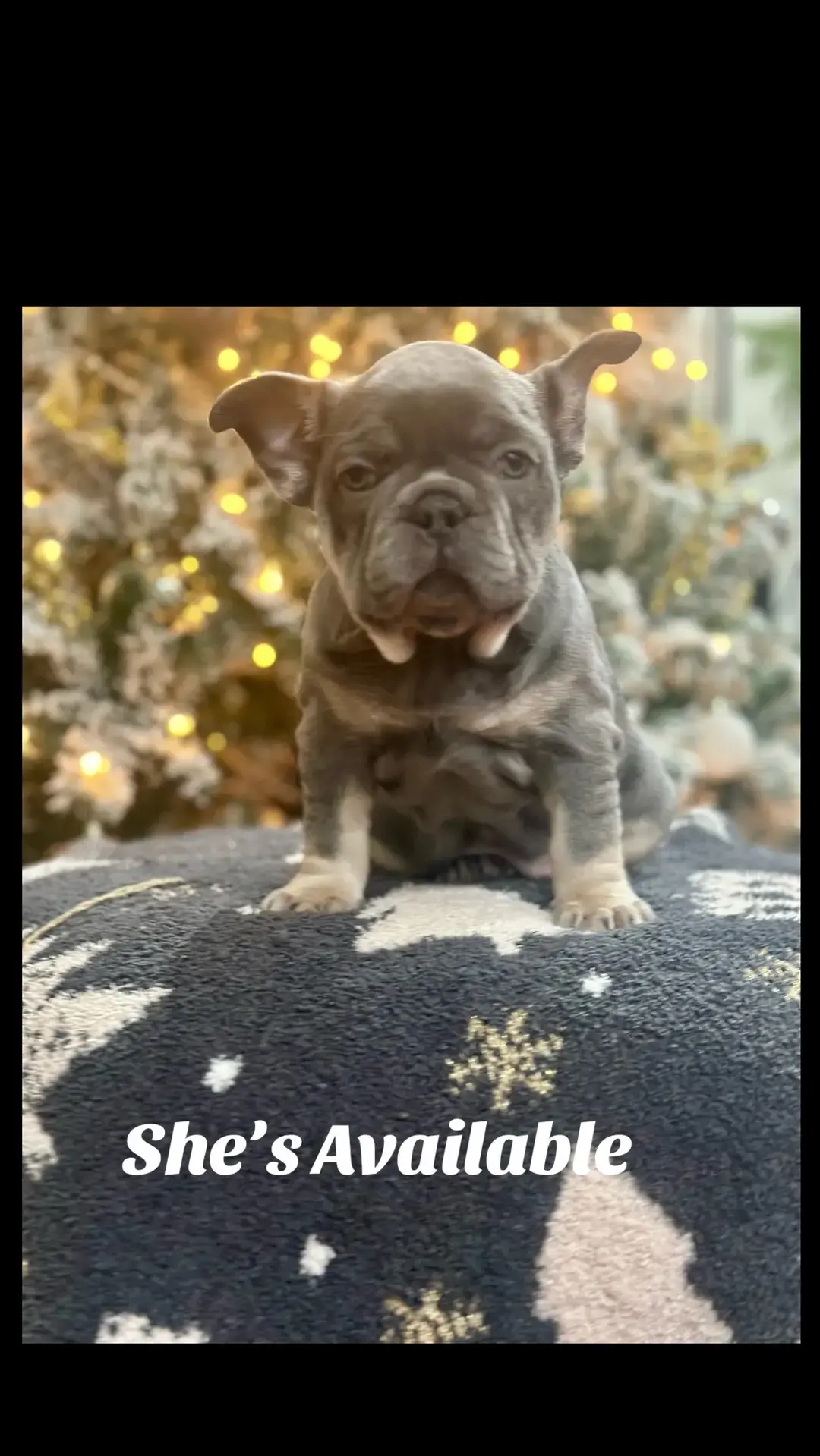 #bestlife #frenchies #frenchbulldog #meryychristmas #pets #dogs #holiday #fyp #bestfriend #chicago #frenchiesoftiktok 