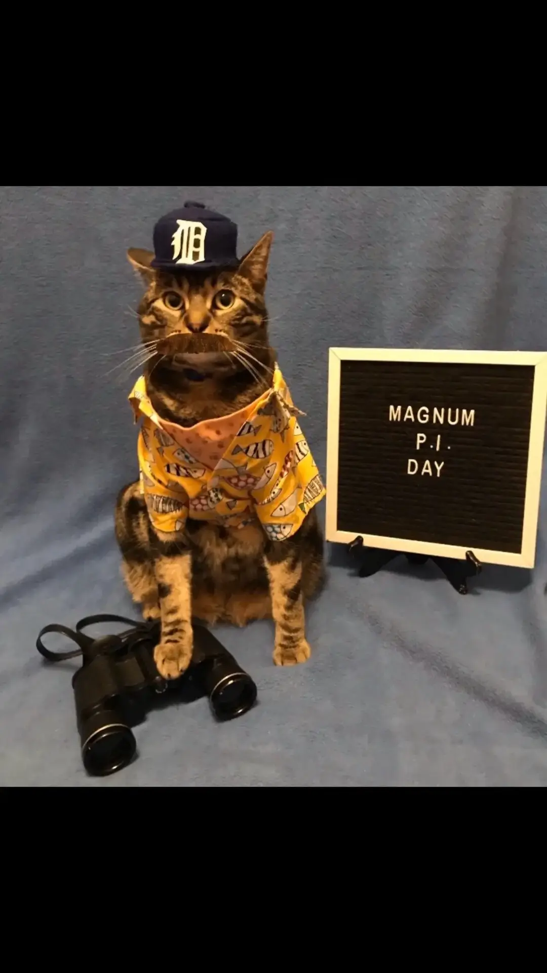 December 11th- Magnum P.I. Day #slydoesholidays #slyjamesthecat #holidays #cat #cats #cats_of_world #catlife #catlovers #cats_of_instagram #cosplay #catsincostumes #catsofinstagram #kc #kcig #tomselleck #magnumpi #magnumpiday #foryou #fyp 