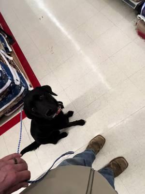 Sadie had no obedience training or any idea how to walk on a leash when she was dropped off a month and a half ago. Shes making this obedience thing look easy now! #obedience #bird #birddog #retriever #DogTraining #attagirl #bottomlandgundogs @TractorSupply 