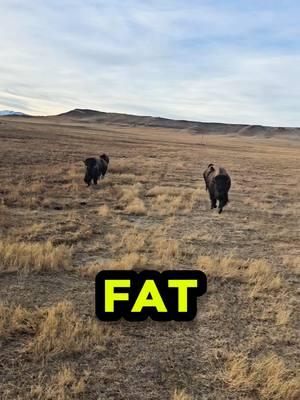 FAT Bison Run for Treats #bison #buffalo #viral #viralanimals #animals  #fyp #fypシ #pets #trending #daily 