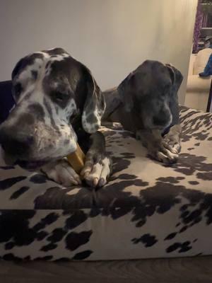 Dane chews asmr #appa #pepa #greatdane #yakchews #dogsoftiktok #asmr #asmrdogs #bigdogs 