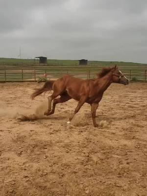 #fyp #caballos #showhorses #ranchlife #horses 