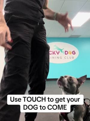 #dogsoftiktok #fyp #puppytips #dogtrainer #puppylife #positivereinforcement #florida #jumpingdog #barkingdog 