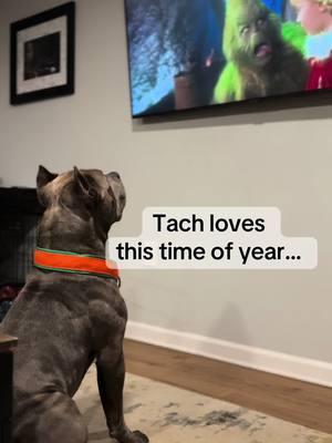 Anyone else have a dog that loves to watch movies? Tach LOVES all the Grinch movies! He will sit and WATCH them all the way theough- animated, live action, doesn’t matter, he’s determined to see what this green guy is up to!   #christmas #christmasmovies #grinch #dogsoftiktok #boydogs #doglife #dogmom #americanbully #abkc #ukc #thegrinch 