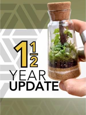 Here is the one and a half year update on this terrarium I made back in June of ‘23. Do you like your terrariums mannicured or overgrown? 🤔 #moss #terrarium #update #plants #DIY #tutorial #howto 