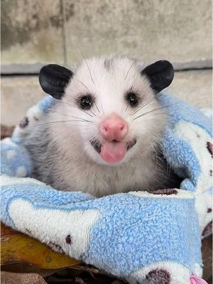 To whomever filed the lost banana report: unfortunatley, we were unable to locate your item. Please let me or my colleague Moonpie know if you misplaced any other delicious treats 🙏🍊 xo Muffin the Lost & Found Manager  #lostandfound #opossums #possums #babypossum #babyopossum #Outdoors #banana #bananas 