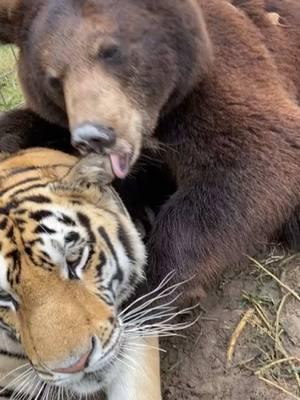 Interesting best friends 🐯🦁🐆❤️ #NOTpets #bear #tiger #lion #blt #tigers #lions #bears #ohmy #bigcat #bigcats #cat #cats #animal #animals #amazing #besties #BestFriends #fl #florida #fyp 