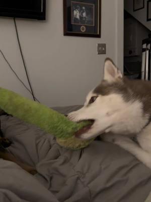 “GIMME THAT!” - Grover #dogtugofwar #dogsiblings #dogsoftiktok #doglovers #huskylovers #christmas2024 #christmascountdown #christmastiktok #fyp #dogtok #foryoupage @opalbevocal 