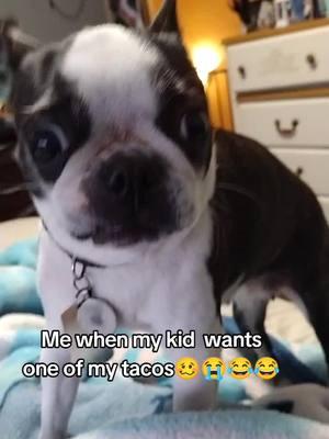 Never a dull moment with her Mini Mamaa💜#dogsoftiktok #funnyvideos #foodieee #bostonterrierlovers #bostonterriersoftiktok #bostonterrier #minimama #puppylove #puppyloversoftiktok #dogmom #pawsonmyheart #paws #pawsome #puppylife #lovehersomuch 