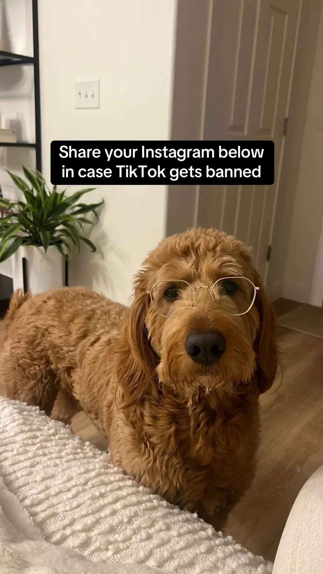 Instagram linked in profile bio!  #follow #insta #goldendoodle #dogsoftiktok #foryou #cutedog #brands #brandrep #dogaccount #denver #colorado #followback #foryoupage  