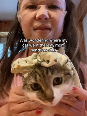 Grandmas favorite 🥰🥰🥰 #fyp #viral #sukipurrs #catsoftiktok #catmom #funnycats #catmemes #crazycatlady #catlover #cattok #britishshorthair #derpycats #sadcat #cutecats