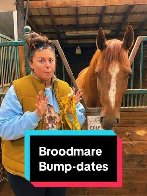 Broodmare Bump-dates!🐴 #broodmare #broodmaresoftiktok #maresoftiktok #foalingseason2025 