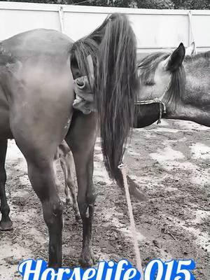 Beautiful Horse Breeding for new baby horse #horselife #horselove #horsebreedingtoday #horsebreeding #horse #horselife #breedinghorse #animals #breading #usa #meeting #horses #Meeting #breeding #tiktokpartner #TikTokShop #horsleife