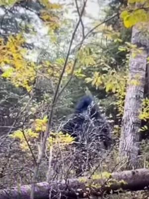 #greenscreenvideo #cryptid #bigfoot #bigfootisreal #yeti #sasquach #bigfootchallenge #bigfoothunting #foryourpage #conspiracy  #cryptiduniversity  #sasquach #viral #dogman #skinwalker