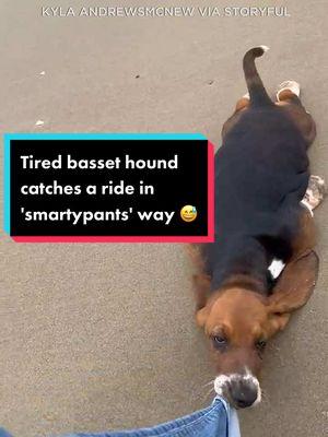 A basset hound pup really got its teeth into the problem of what to do when you’re too tired to continue with a beach walk. 😅🐶 #news #abc7la #abc7eyewitness #bassethound #dogsoftiktok #dog #pet #beach 