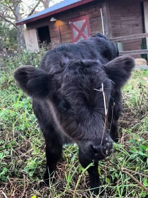 Sweetest baby faces 🥹🥰 #minicow #minicows #highlandcow #fluffycow #babycow #cowlover #cuteanimals #farmanimals #fypシ #cow #grasspuppy #calves #calvesoftiktok #cowsoftiktok #farmlife #teefers 