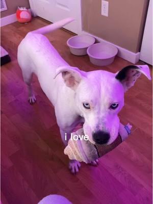 #CapCut I love you Cupid 🐾🩷#dogsoftiktok #fy #pitsky 