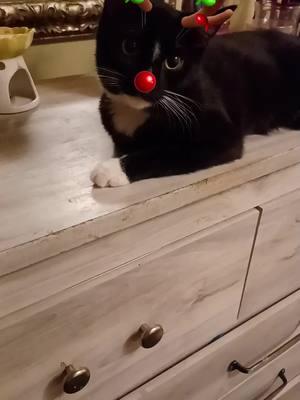 #reindeercat#trendingcatsoftiktok #tuxedocat#catmom#furbaby#