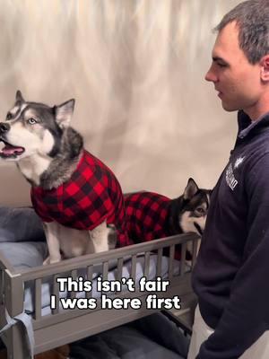 I don’t think the spare made the right choice at the end… 😅 #dogsoftiktok #dogsoftiktokviral #husky #huskies #dog #dogs 