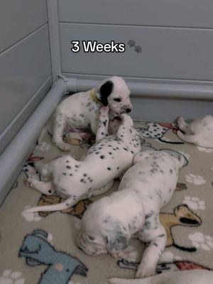 #puppies #puppiesoftiktok #dalmatian #dalmatianpuppy #dalmatiansoftiktok #cutepuppy #dalmata #foryoupage 