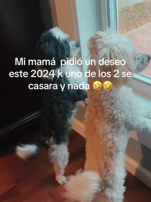 COLITAS FELICES #mascotastiktok #perrostiktokers #perrosgraciosos #viral #viral 