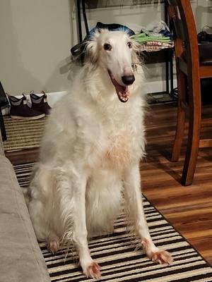 Nightly snaps and stomps #borzoi #borzoisoftiktok #sighthound #noodlehorse #dogsoftiktok #mouthsnappies 