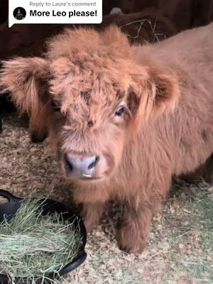 Replying to @Laure Here you go! #minicow #minicows #highlandcow #scottishfold #fluffy #fluffycow #babycow #cowlover #cow #fyp #viralanimals #cowsoftiktok #cuteanimals #cowlover #leo 