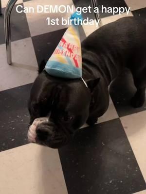 #hbd #dogbday #demon #exoticbully #birthday #dirthdayboy #fyp 