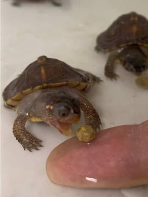 Let me Have that Pellet 😋  If You Wonder why Mikey Jr is the way he is 🤣😏. TBT when Mikey was few Months Old #tbt #handfeeding #easternboxturtle #exoticpets #reptilecommunity #boxturtle #turtles #tortuga #reptile #tortoise #reptilefood #conservation #turtlepower #fypage #animals #tmnt #reptilelover #turtlelife #farruko #tartaruga #ninjaturtles #mikey #turtlefood  #holidays #learning #babyturtle #cuteanimals #mazuriproud 