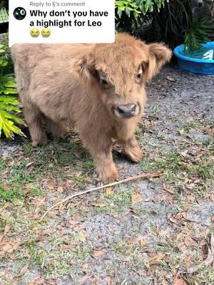 Replying to @§ Here’s Leo getting groomed! ☺️ #minicow #minicows #highlandcow #scottishfold #fluffy #fluffycow #cuteanimals #fluffy #cuteness #cowlover #leo #fyp #calvesoftiktok #cow #cowsoftiktok #hobbyfarm #petcow #fuzzy #babycow #viralanimals #animalsoftiktok 