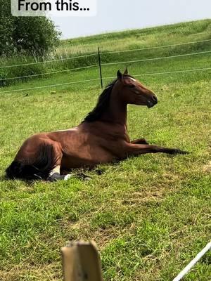 The transformation 😍 #fyp #foryoupage #barrelhorse #barrelracingtok #baymare 